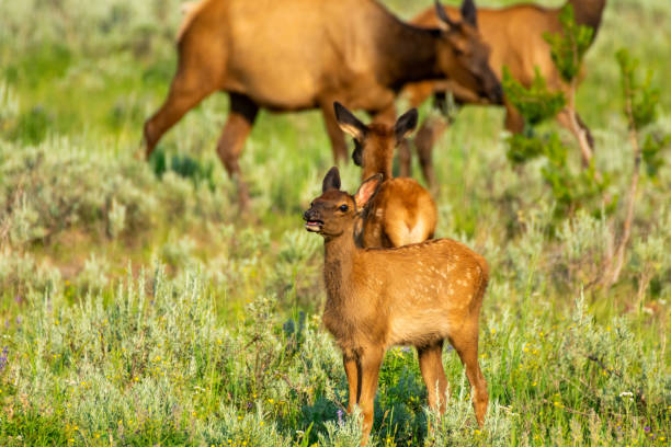 Elk calf near Lake Yellowstone in Yellowstone National Park, USA
