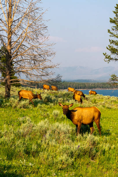 Elk Graze near Yellowstone Lake in Yellowstone National Park, USA