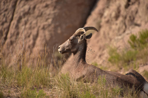 istock South Dakota Bighorn Ram Resting in a Canyon 1370742654