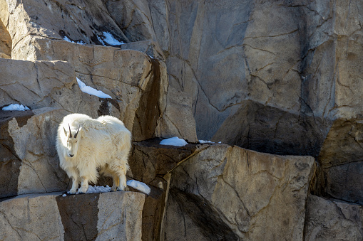 The Rocky Mountain goat (Oreamnos americanus) standing on the rock