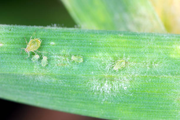 istock Peach aphid and powdery mildew on barley foliage. 1370744058