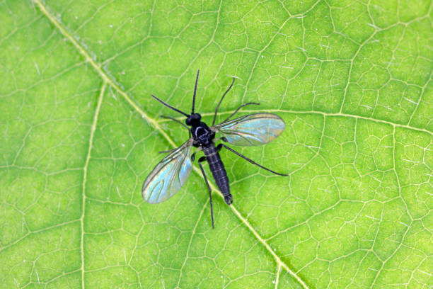 暗い翼を持つ真菌がかじり、緑の葉の上にシアリダエ、これらの昆虫はしばしば家の中で見つけられる - black fungus ストックフォトと画像