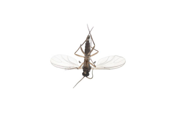 Dark-winged fungus gnat, Sciaridae isolated on white background, these insects are often found inside homes Dark-winged fungus gnat, Sciaridae isolated on white background, these insects are often found inside homes sciaridae stock pictures, royalty-free photos & images