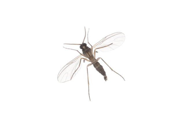 Dark-winged fungus gnat, Sciaridae isolated on white background, these insects are often found inside homes Dark-winged fungus gnat, Sciaridae isolated on white background, these insects are often found inside homes sciaridae stock pictures, royalty-free photos & images