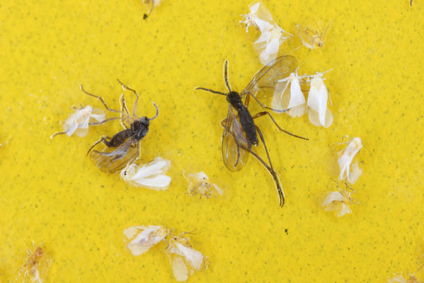 Dark-winged fungus gnats and white flies are stuck on a yellow sticky trap. Whiteflies trapped and Sciaridae fly sticky in a trap. Dark-winged fungus gnats and white flies are stuck on a yellow sticky trap. Whiteflies trapped and Sciaridae fly sticky in a trap. sciaridae stock pictures, royalty-free photos & images