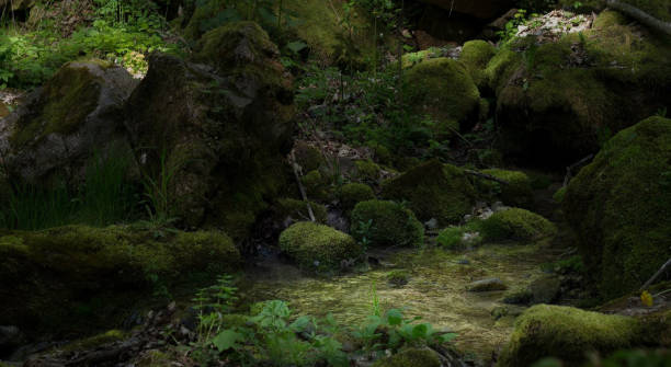 istock spring in the forest stream swamp as in a fairy tale greenery in the spring 1370744274