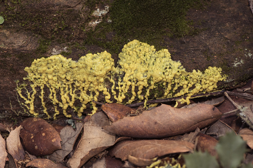 Leocarpus fragilis yellow plasmodium, greenish-yellow protozoan, crawling along wall and plant remains lights by flash