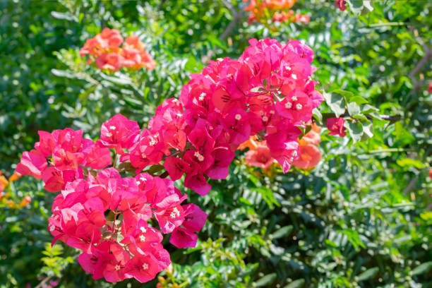 Sunlit bougainvillea flower branch in pink and magenta colored. Exotic tropical plants Sunlit bougainvillea flower branch in pink and magenta colored. Exotic tropical plants buganvilia stock pictures, royalty-free photos & images