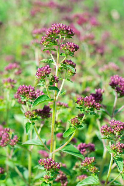 Marjoram or oregano herb is growing on the field or garden. Blooming seasoning plant with tiny violet flowers under bright sunlight. Food ingredient Marjoram or oregano herb is growing on the field or garden. Blooming seasoning plant with tiny violet flowers under bright sunlight. Food ingredient majoran stock pictures, royalty-free photos & images