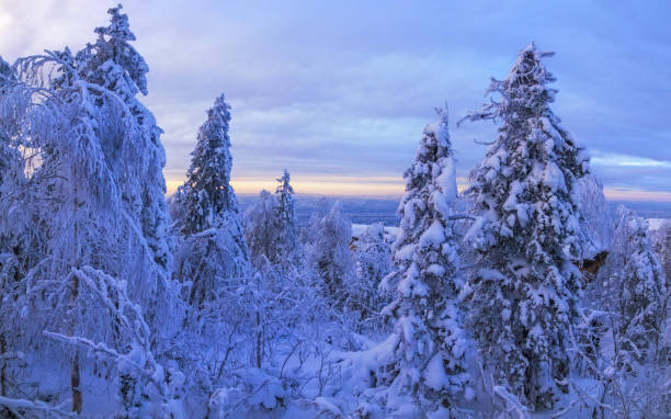 istock Fabulous winter landscape. Snow-covered trees in the Ural winter forest. 1370745281