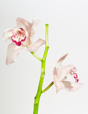 Orchids on white background