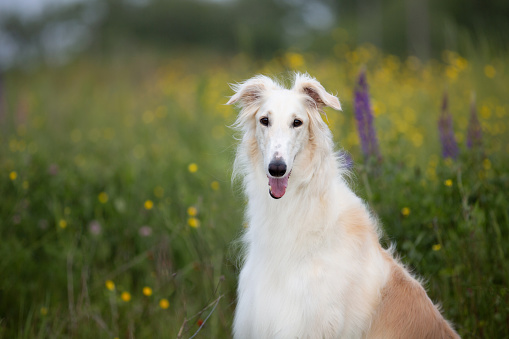 Close-up Portrait of beautiful and happy dog breed russian borzoi sitting in the green grass and yellow buttercup field in summer at sunset