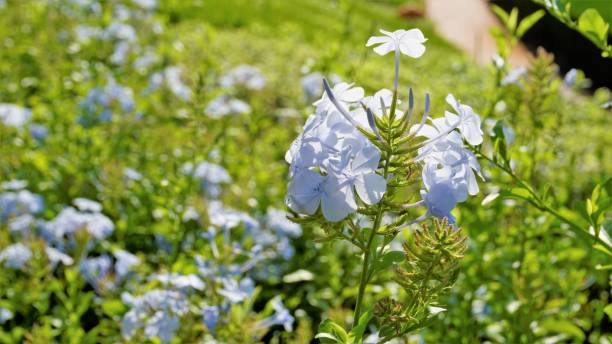 Plumbago zeylanica also known as Doctorbush, Ceylon leadwort etc Plumbago zeylanica also known as Doctorbush, Ceylon leadwort etc eyebright stock pictures, royalty-free photos & images