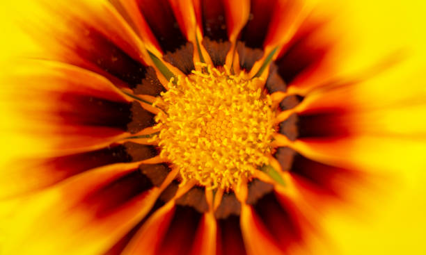 istock Macro flower yellow blurred background. nature. Season spring, summer 1370748541