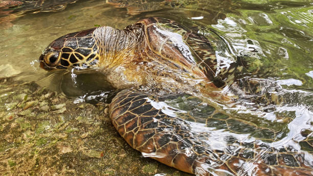 istock large turtles swim in the water 1370748576