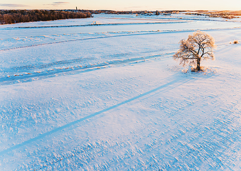 Aerial drone view of a solitary elm tree in a rural landscape at sunset.