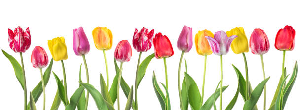 istock set of tulips isolated on white background 1370749580