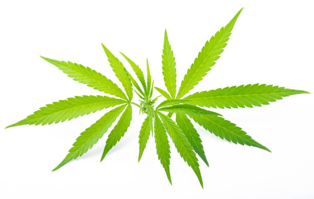 marijuana leaves on white stock photo
