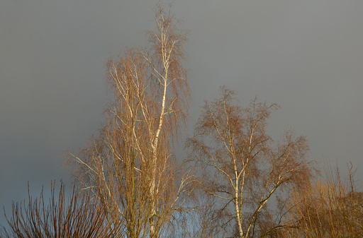 Silver birch ( betula pendula)  in landscape with cloudy sky, with sunlight on the tree.