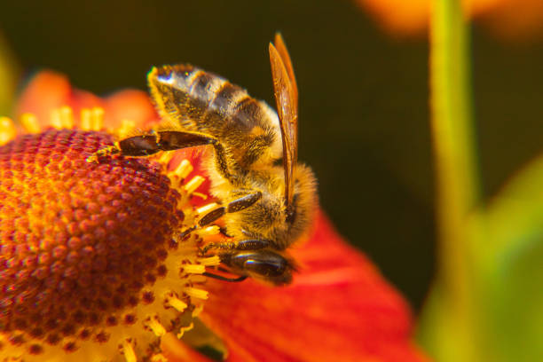 Honey bee covered with yellow pollen drink nectar, pollinating flower. Inspirational natural floral spring or summer blooming garden background. Life of insects. Extreme macro close up selective focus