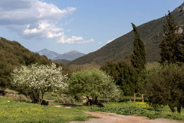 istock Blossoming tree on a background of mountains (mountain Achaea, Peloponnese, Greece) 1370751808