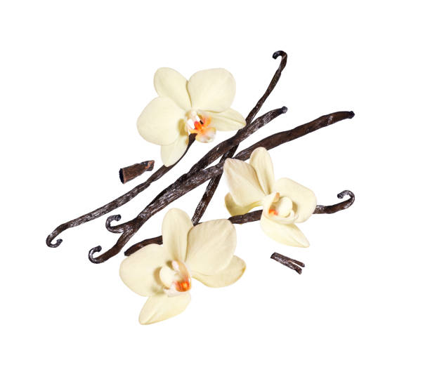 istock Three vanilla flowers with dried sticks in the air on a white background 1370751846