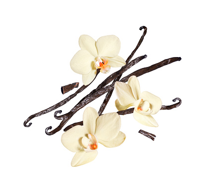 Three vanilla flowers with dried sticks in the air on a white background
