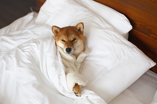 Portrait of lovely Red shiba inu Dog wearing white bathrobe lying in the cozy bed. Cute shiba inu with looking to the camera