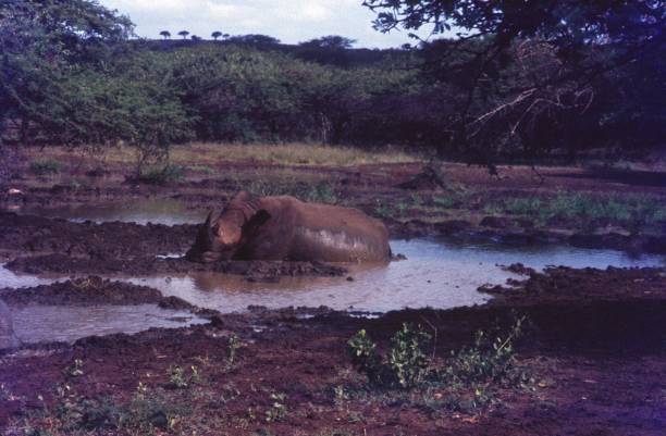 istock Rhino wallows in a mud at a waterhole 1370752217