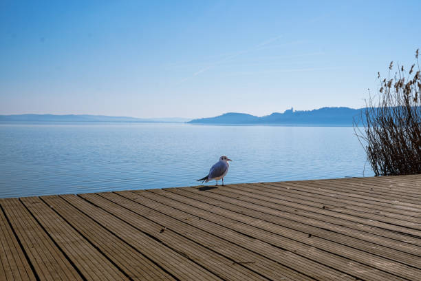 A bird next to lake Balaton (HU)