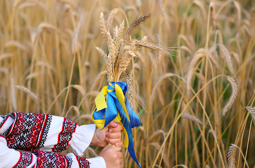 Un ramo de espiguillas de trigo atadas con una cinta amarilla y azul en las manos de una niña en una camisa bordada. Las manos se centran de cerca en las mazorcas de maíz. Día de la independencia de Ucrania, bandera de la constitución photo