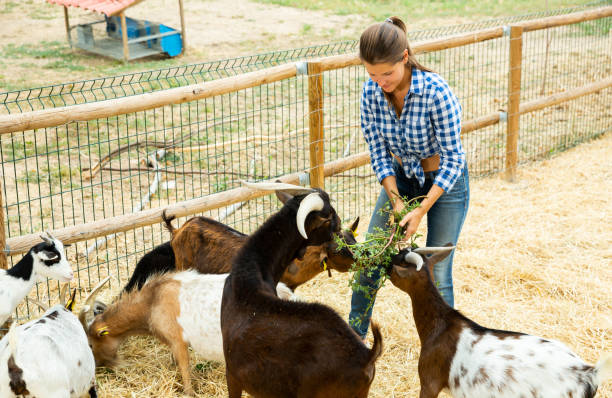 istock Young woman feeds grass goats to farmer 1370754412