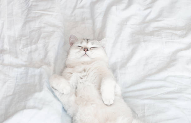 istock the cat is lying on a white blanket 1370755719