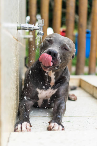 istock Pit bull dog drinking water from the tap and playing in the park on a sunny day. Selective focus 1370755964
