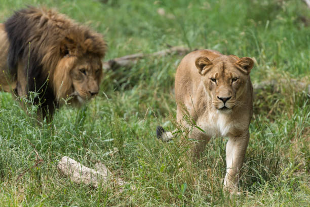 Wildlife Lions in the tall grass. woodland park zoo stock pictures, royalty-free photos & images