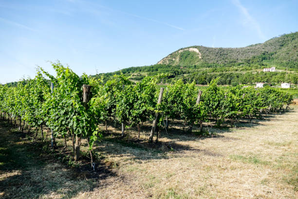 Vineyard at Palava at czech republic, national park, wine and agriculture, summer sky with white clouds.