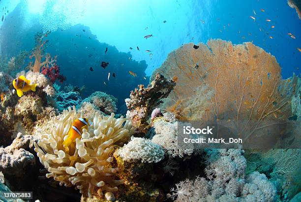 Живописный Тропический Подводный Назначения — стоковые фотографии и другие картинки Без людей - Без людей, Горизонтальный, Животные в дикой природе