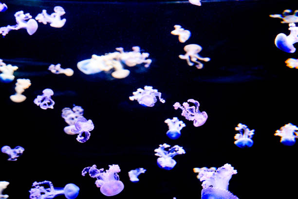istock Jellyfish Dangerous Poisonous Medusa 1370759450