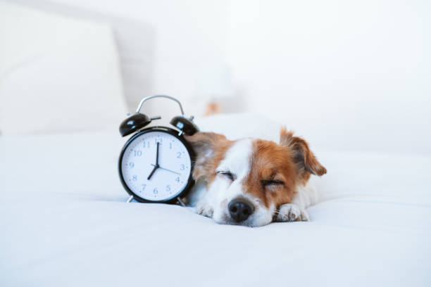 beautiful jack russell dog sleeping on bed at home. Alarm clock besides 7 am. Relax indoors, wake up stock photo