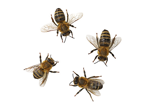 Abeja melífera, Apis mellifera, aislada sobre fondo blanco, vista superior de cuatro abejas europeas, macro de cerca photo