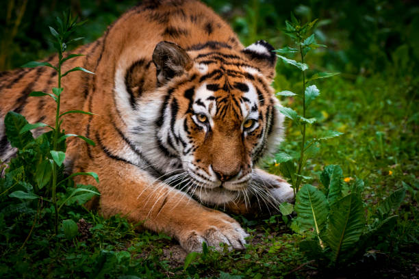 istock Tiger getting ready to jump 1370760223