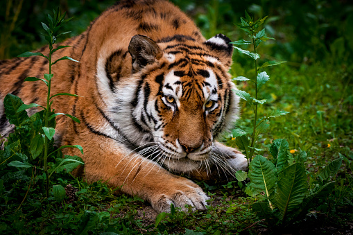 Close-up of stalking tiger in the forest. Clinging to the ground it prepares to jump.