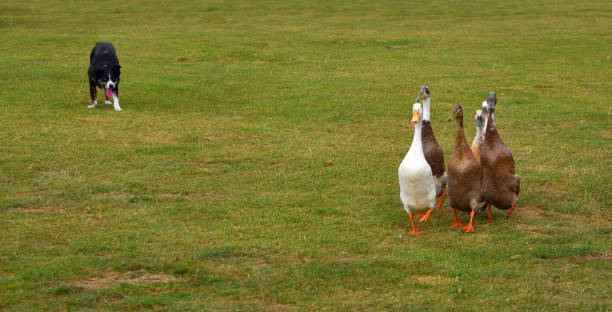 istock Border Collie Dog herding Indian Runner Ducks. 1370761653
