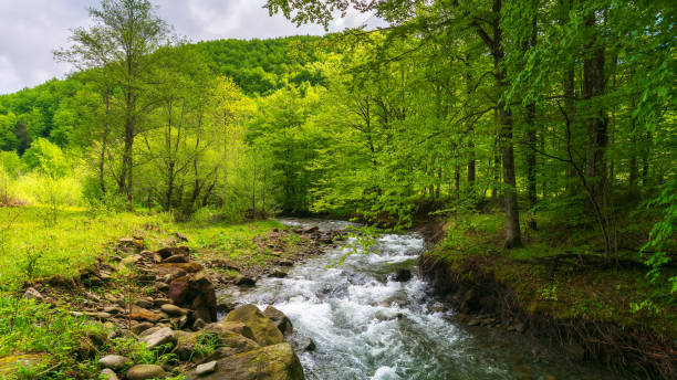 corriente de agua rápida en el bosque de hayas - flowing water stream moss river fotografías e imágenes de stock