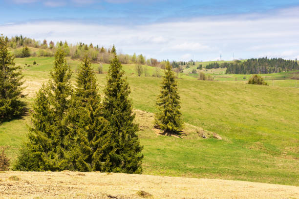 istock spruce trees on the grassy hills 1370762074