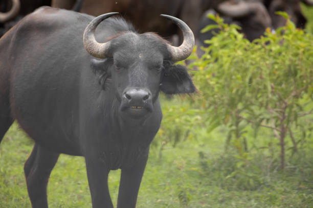 herd of African black buffaloes in a natural environment, in a tanzanian national park, looks very close at the camera. buffalo portrait