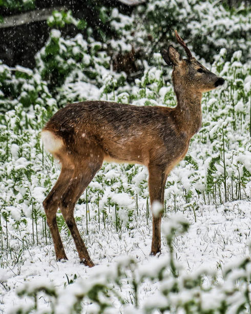 istock deer in snowy weather 1370762759