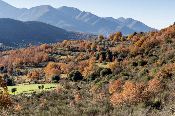 istock Landscape with autumn mountains and trees (Peloponnese, Ahaia, Greece) 1370763268