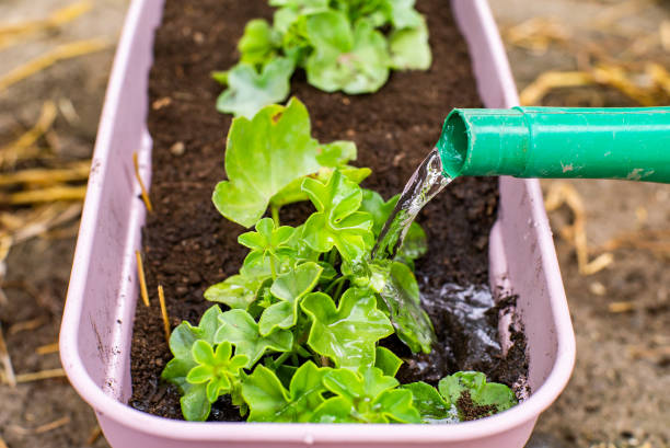 istock watering can watered transplanted flowers in a pot on a warm spring day. 1370764423
