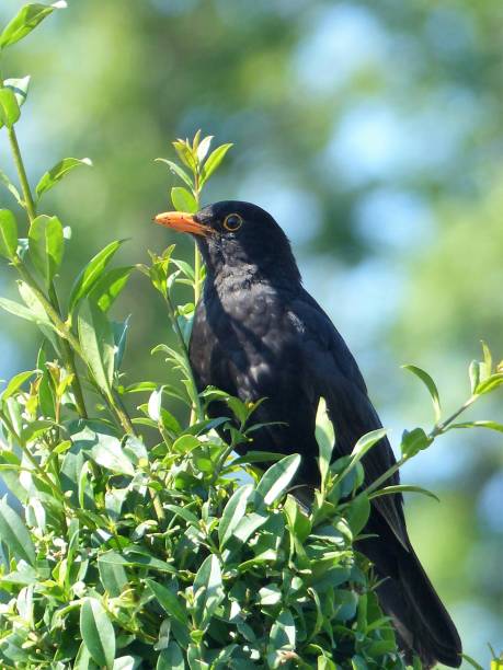 istock Birds in early summer 1370764829